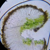 Candelariella antennaria image