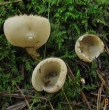 Tarzetta cupularis image