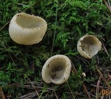 Tarzetta cupularis image
