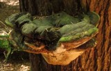 Inonotus dryadeus image