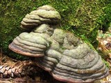 Fomitopsis mounceae image