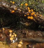 Vibrissea truncorum image