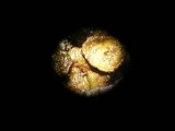 Dermatocarpon meiophyllizum image