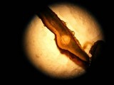 Dermatocarpon meiophyllizum image