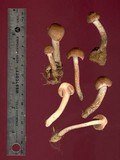 Inocybe hirsuta var. maxima image