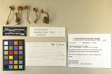 Inocybe hirsuta var. maxima image
