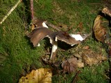 Pseudoclitocybe cyathiformis image