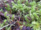 Macrotyphula juncea image