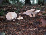 Leucopaxillus giganteus image