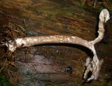 Pseudoclitocybe cyathiformis image