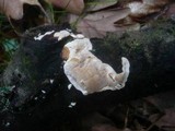 Antrodiella fragrans image