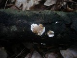 Antrodiella fragrans image