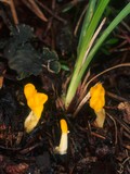 Neolecta irregularis image