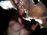 Pseudoclitocybe cyathiformis image