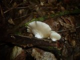 Crepidotus mollis image