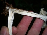 Pseudoclitocybe cyathiformis image