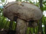 Leccinum pseudoscabrum image