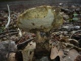Leccinum pseudoscabrum image