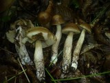 Leccinum pseudoscabrum image