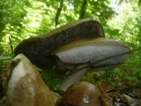 Leccinum pseudoscabrum image