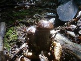 Leccinum pseudoscabrum image
