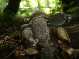 Leccinum pseudoscabrum image