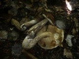Leccinum pseudoscabrum image