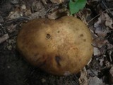 Leccinum pseudoscabrum image