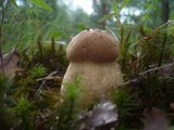 Leccinellum crocipodium image