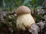 Leccinellum crocipodium image
