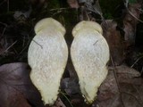 Leccinellum crocipodium image