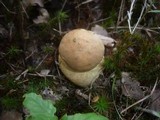 Leccinellum crocipodium image