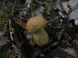 Leccinellum crocipodium image
