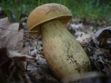 Leccinellum crocipodium image