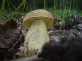 Leccinellum crocipodium image