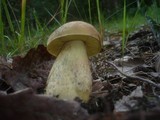 Leccinellum crocipodium image