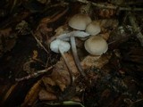 Mycena abramsii image