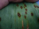 Phyllosticta convallariae image