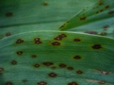 Phyllosticta convallariae image