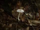Pluteus plautus image