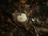 Pluteus plautus image