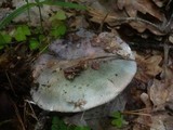 Russula cyanoxantha image