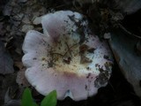 Russula grisea image