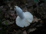 Russula grisea image