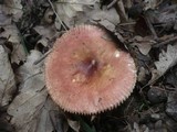Russula odorata image