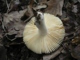 Russula odorata image