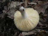 Russula odorata image