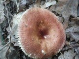 Russula odorata image