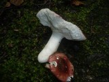Russula velenovskyi image