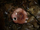 Russula velenovskyi image